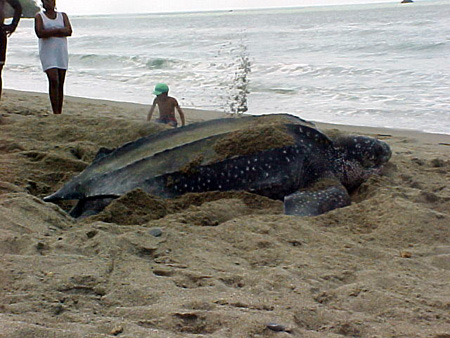 turtleleatherback5.jpg